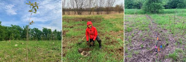 Photo 1: One of 1,440 native tree stems planted at Otter Creek Wildlife Management Area. Photo 2: UVM's Dr. Kris Stepenuck, Lake Champlain Sea Grant Extension leader, plants a seedling. Photo 3: The reed canary grass outside the treated plots at the top of the photo is over 1 meter tall and tells the story of how the invasive grass can successfully shade and outcompete tree seedlings. Oak seedling planted in field, woman in raincoat planting seedling, grassy field plots with flagging